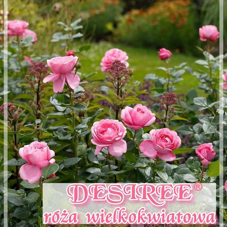 Desiree - róża wielkokwiatowa